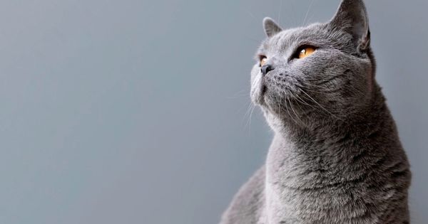 Cara memandikan kucing agar tidak berontak