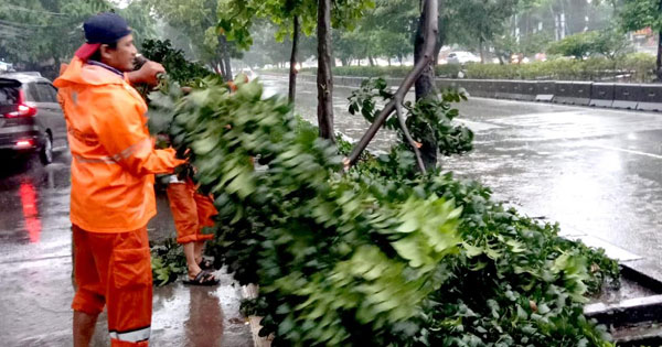 Akibat Hujan Deras Beberapa Pohon Tumbang di Kelurahan Kelapa Gading